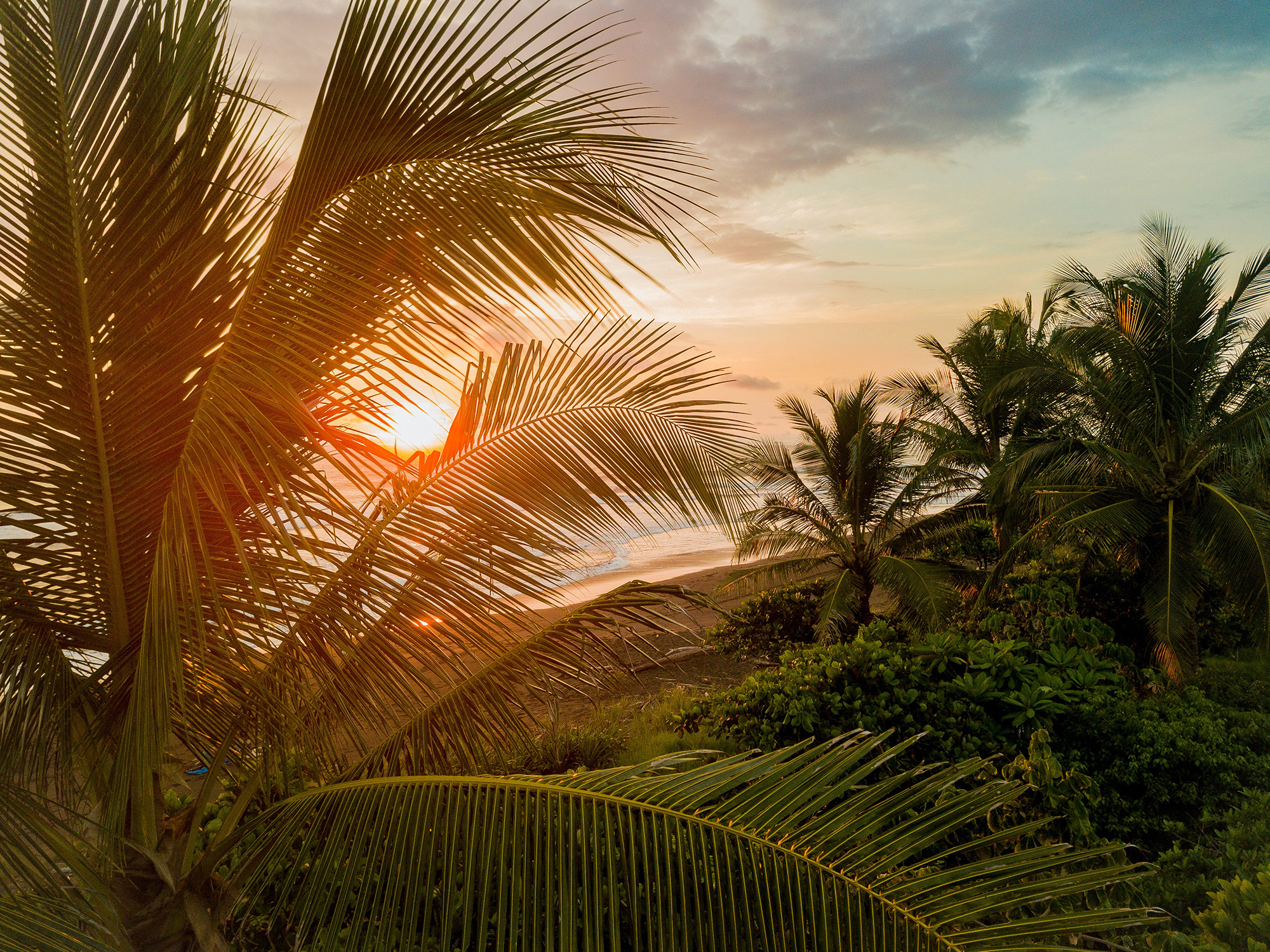Sunset shining through palm trees on beach