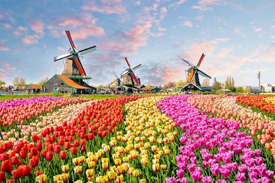 tulip field and windmills, Netherlands