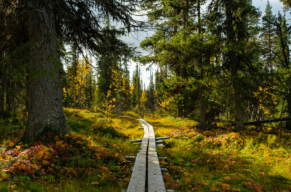 Forest hiking path in Sweden