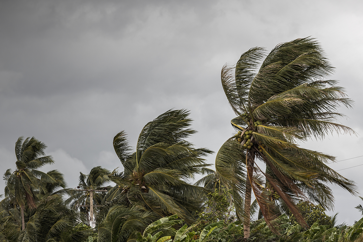 Palm trees blowing in wind