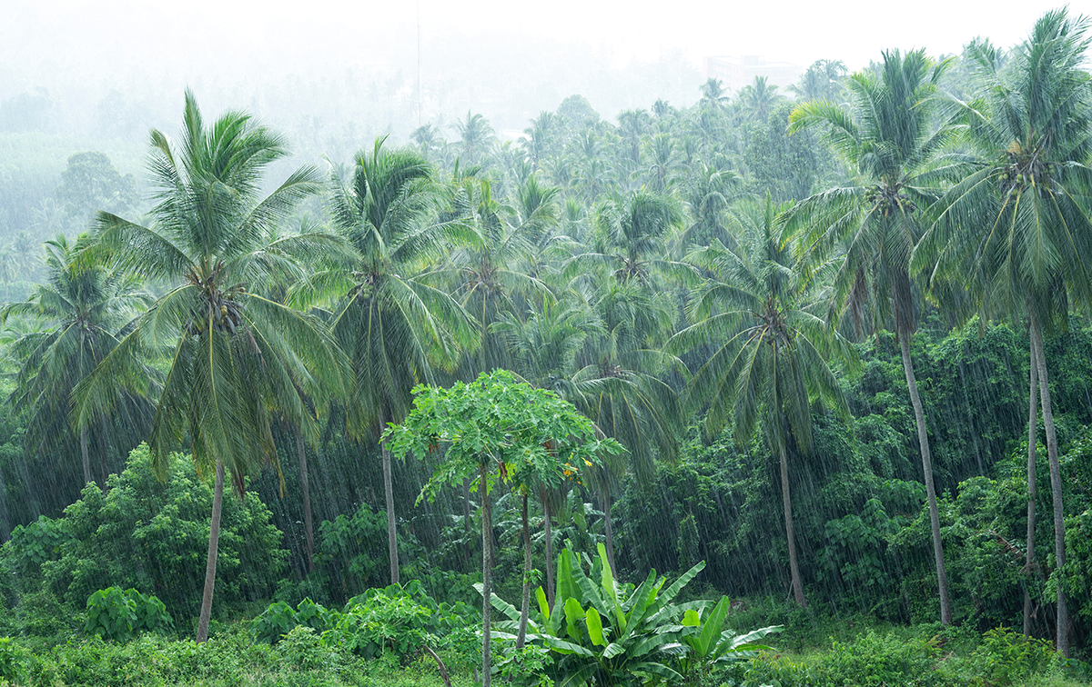 Heavy rain in tropical forest