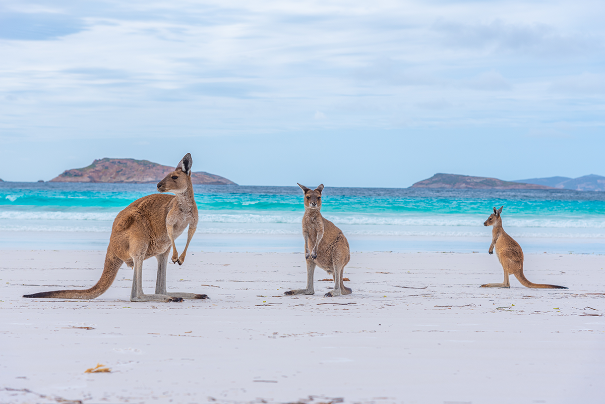 Kangaroos on Lucky Bay beach