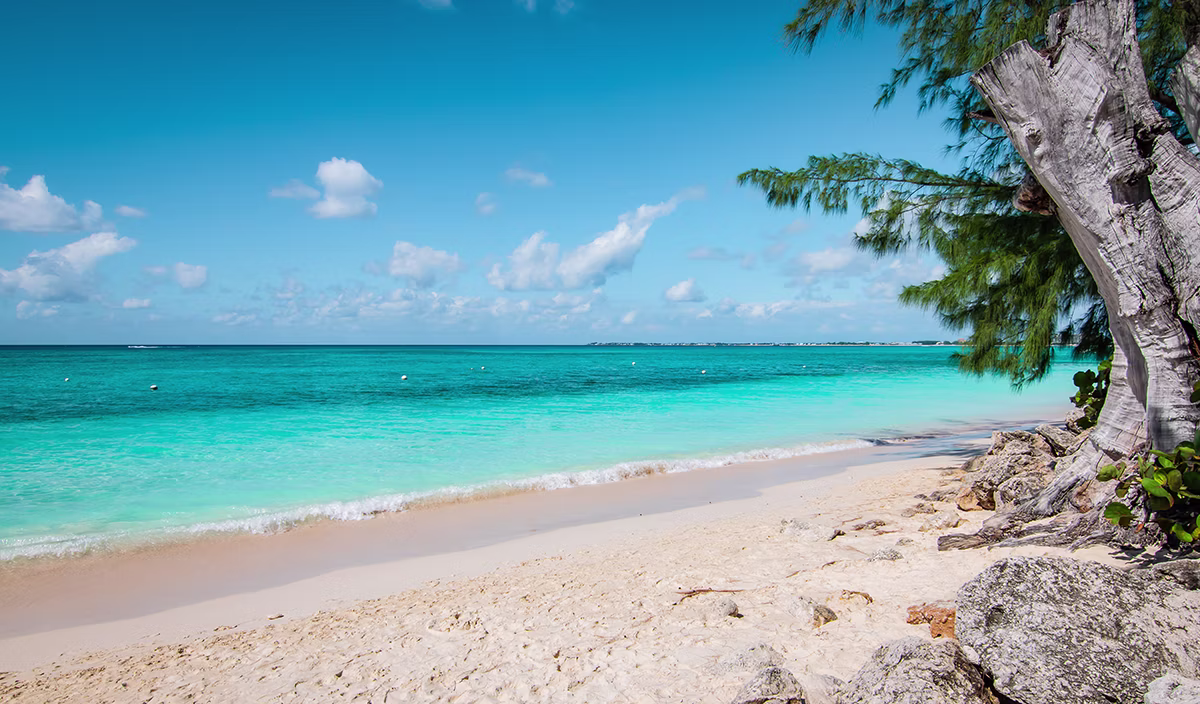 Old tree on long beach in Cayman Islands